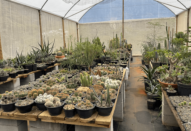 Plantas raras e únicas, direto do viveiro para a sua casa