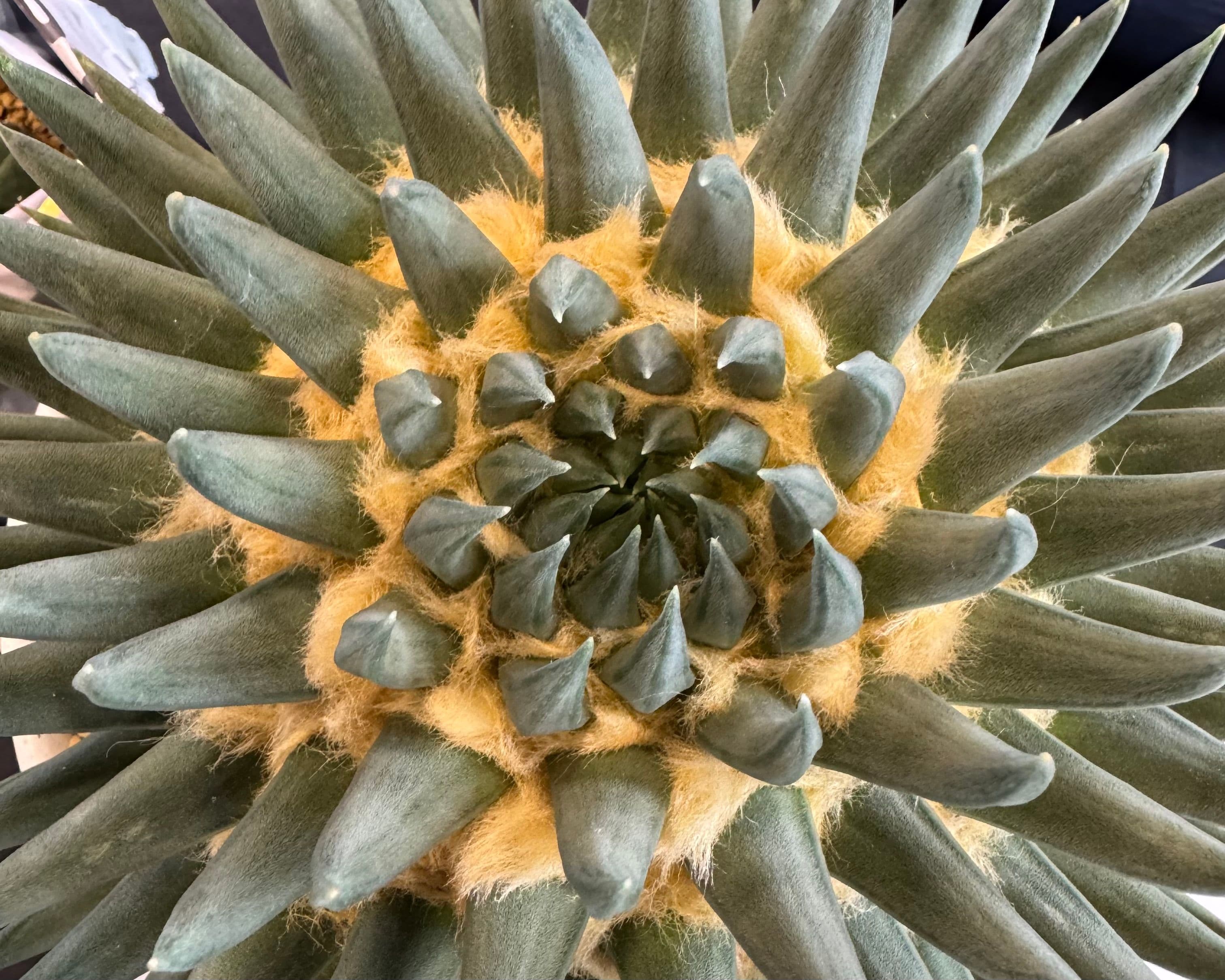 Ariocarpus e suas espécies