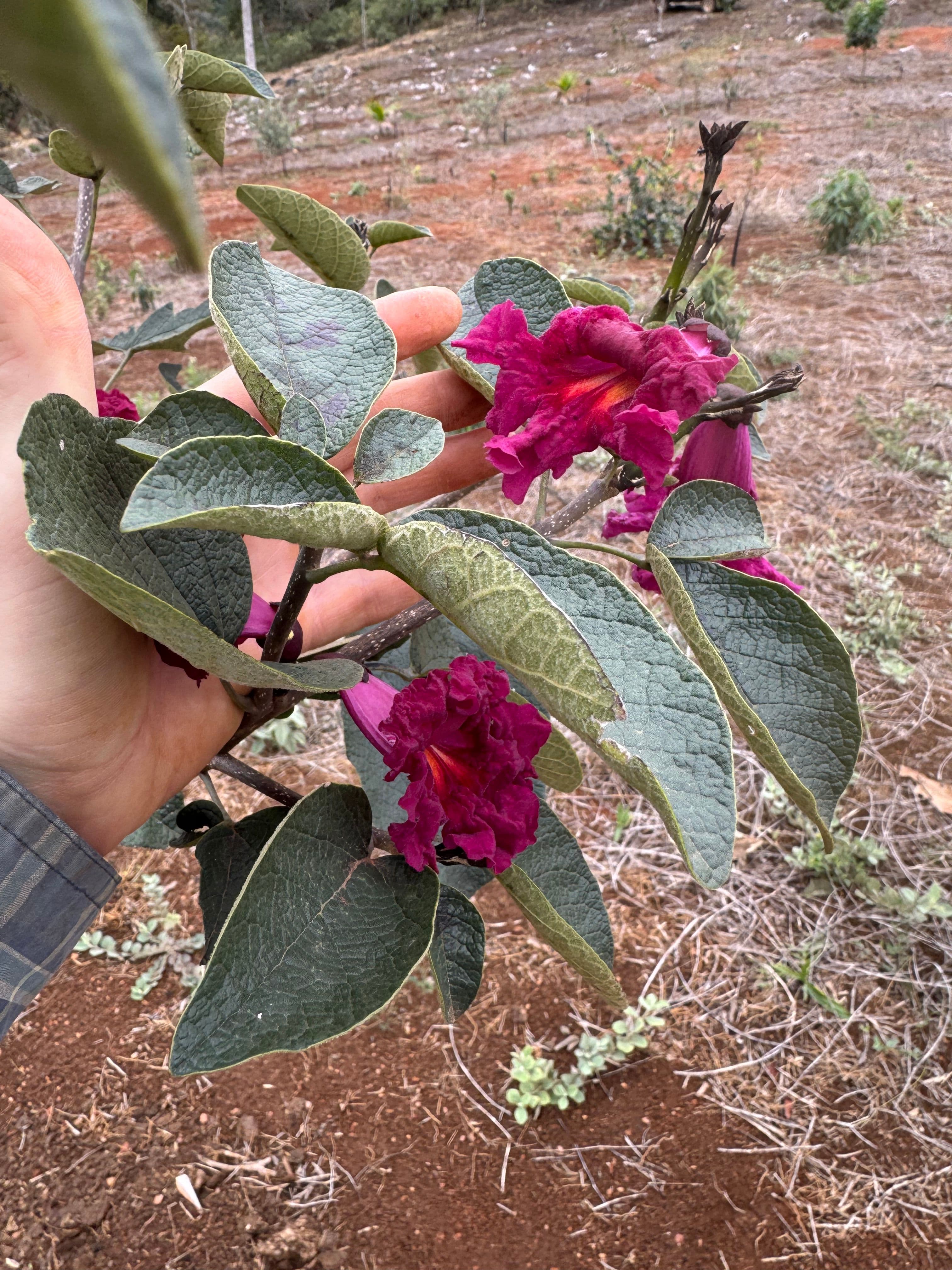 Ipê de cor vinho-escuro cultivado a partir de muda adquirida no Viveiro Ciprest, já em flor no nosso pomar.