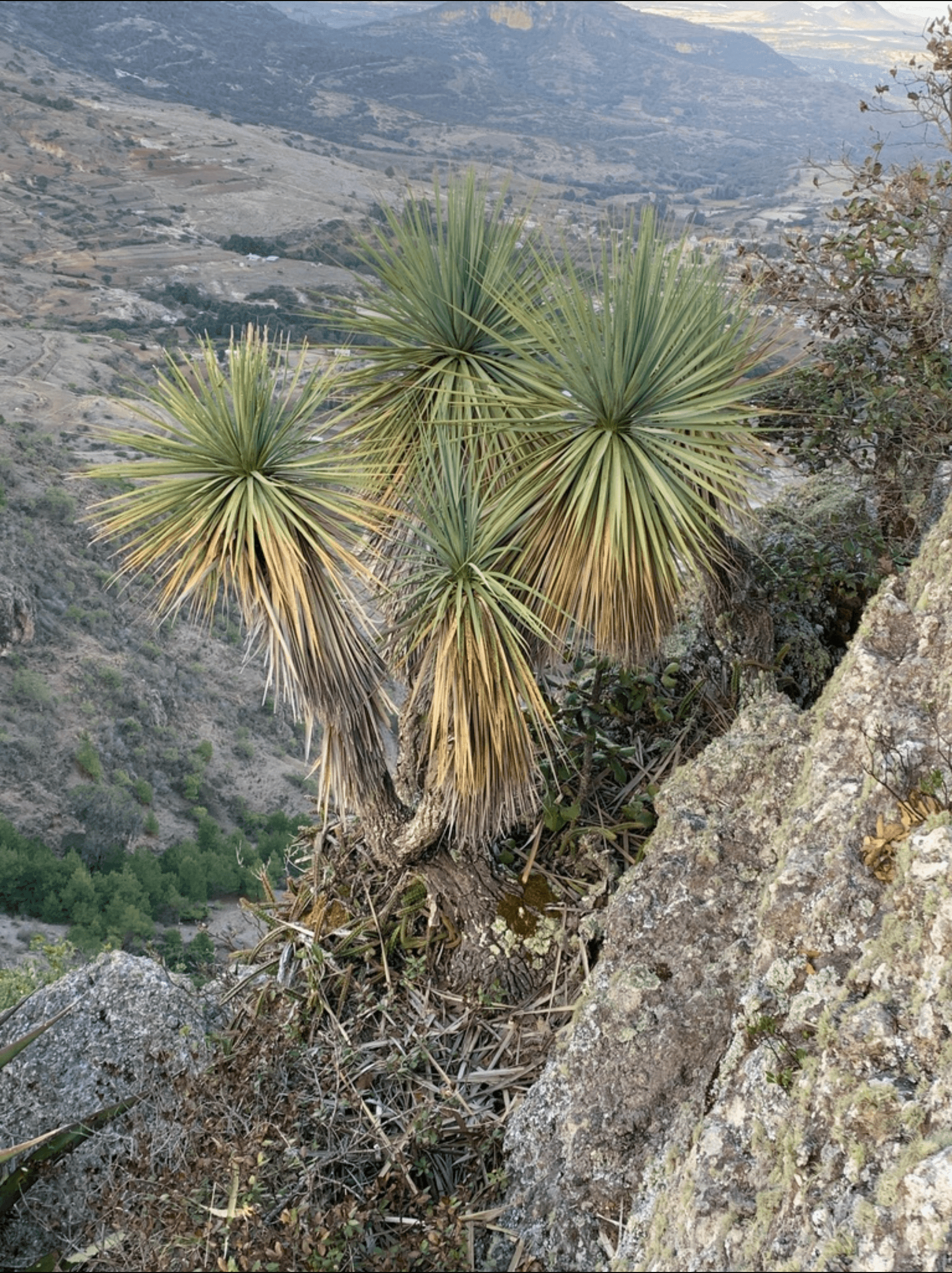 Pata de elefante da serra - Beaucarnea purpusii