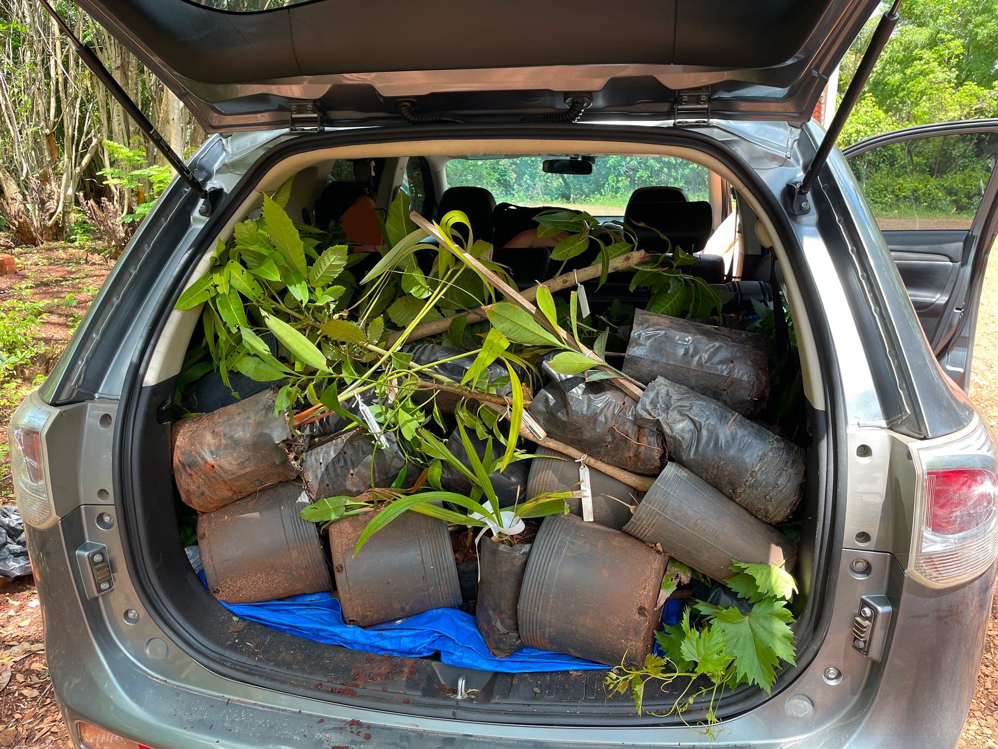 O resultado típico depois de uma visita ao Viveiro Ciprest: o carro completamente tomado por mudas de todos os tamanhos.
