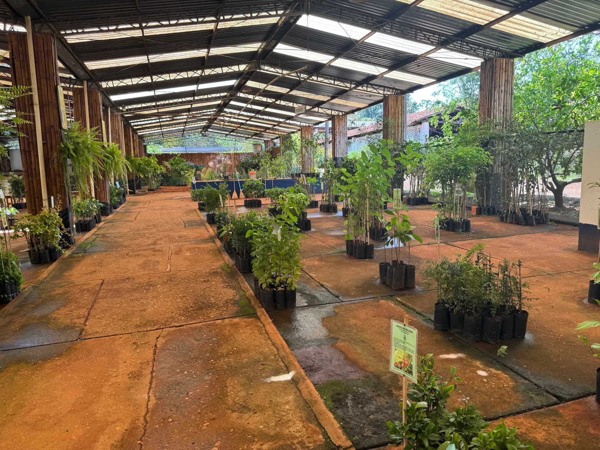 Dierberger Plantas: visita e review do viveiro mais tradicional de Limeira