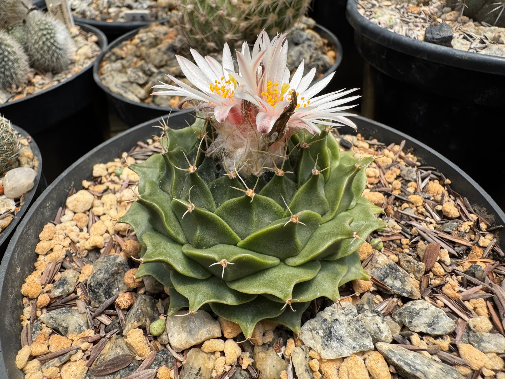 Como Cuidar de Cactos Sensíveis