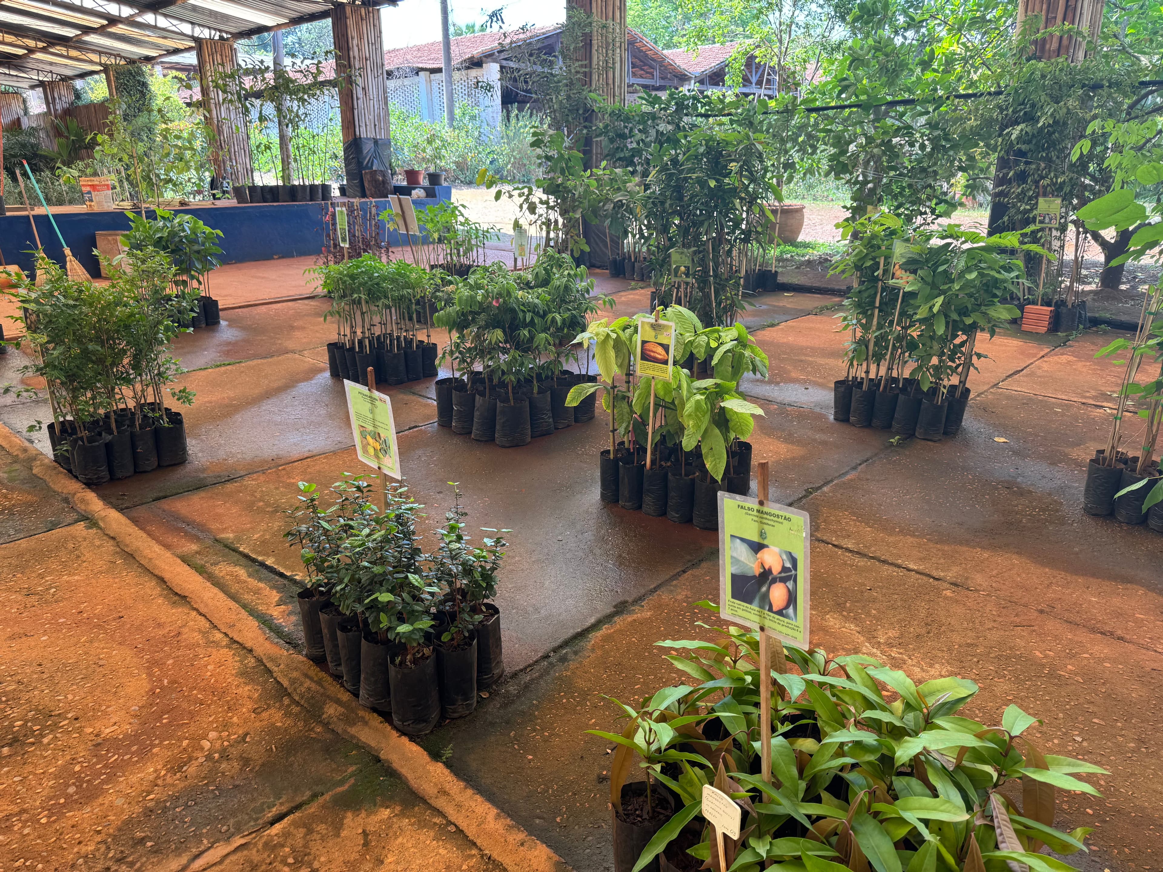Vista das bancadas da Dierberger Plantas, com exemplares bem organizados e identificados por etiquetas botânicas.