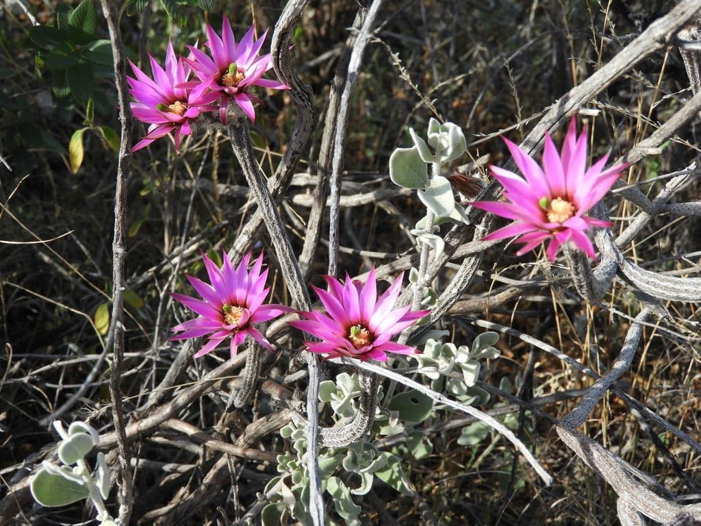Cacto rabo de rato - Echinocereus poselgeri