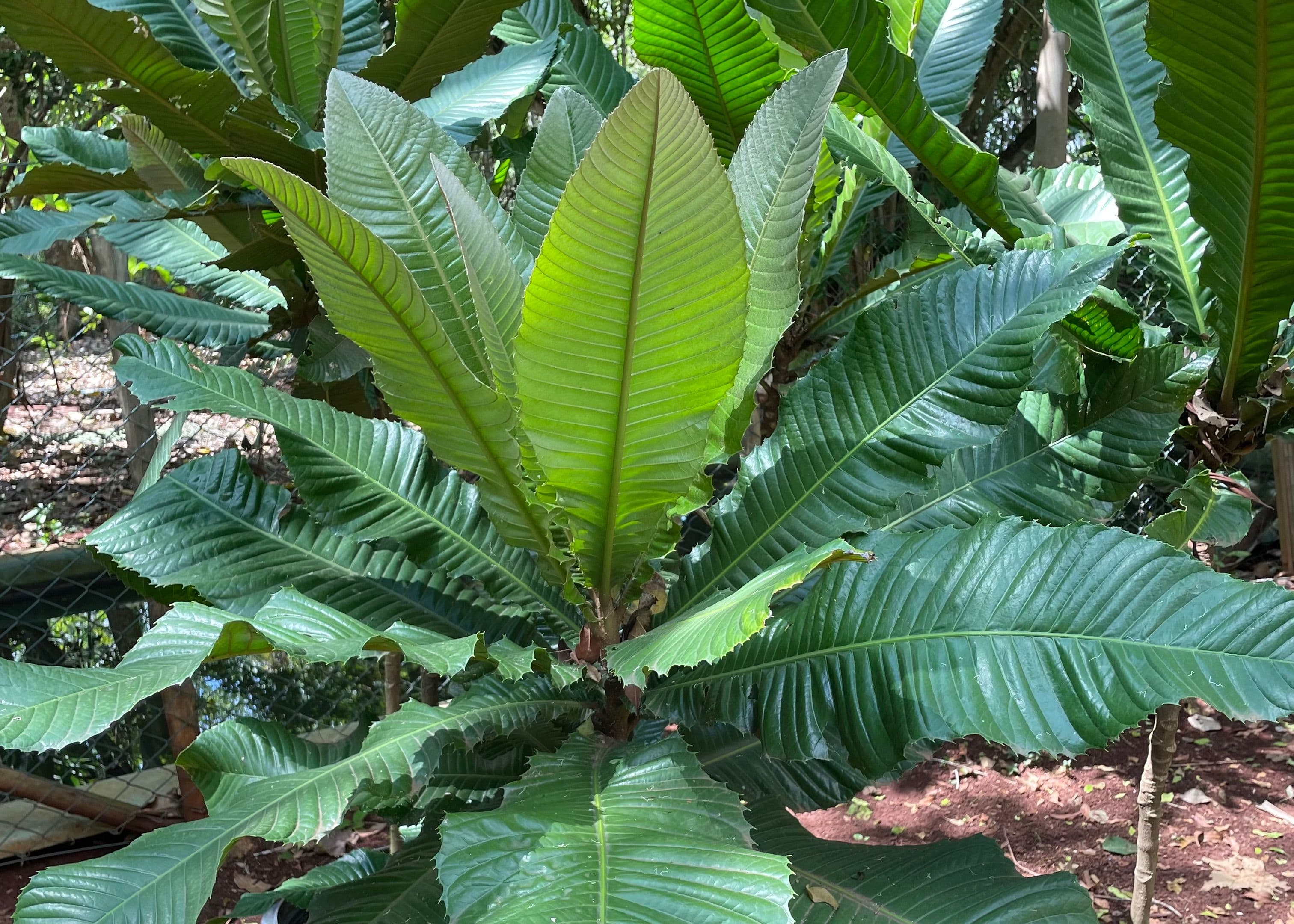 Viveiro Ciprest: Review do melhor viveiro de frutíferas no Brasil