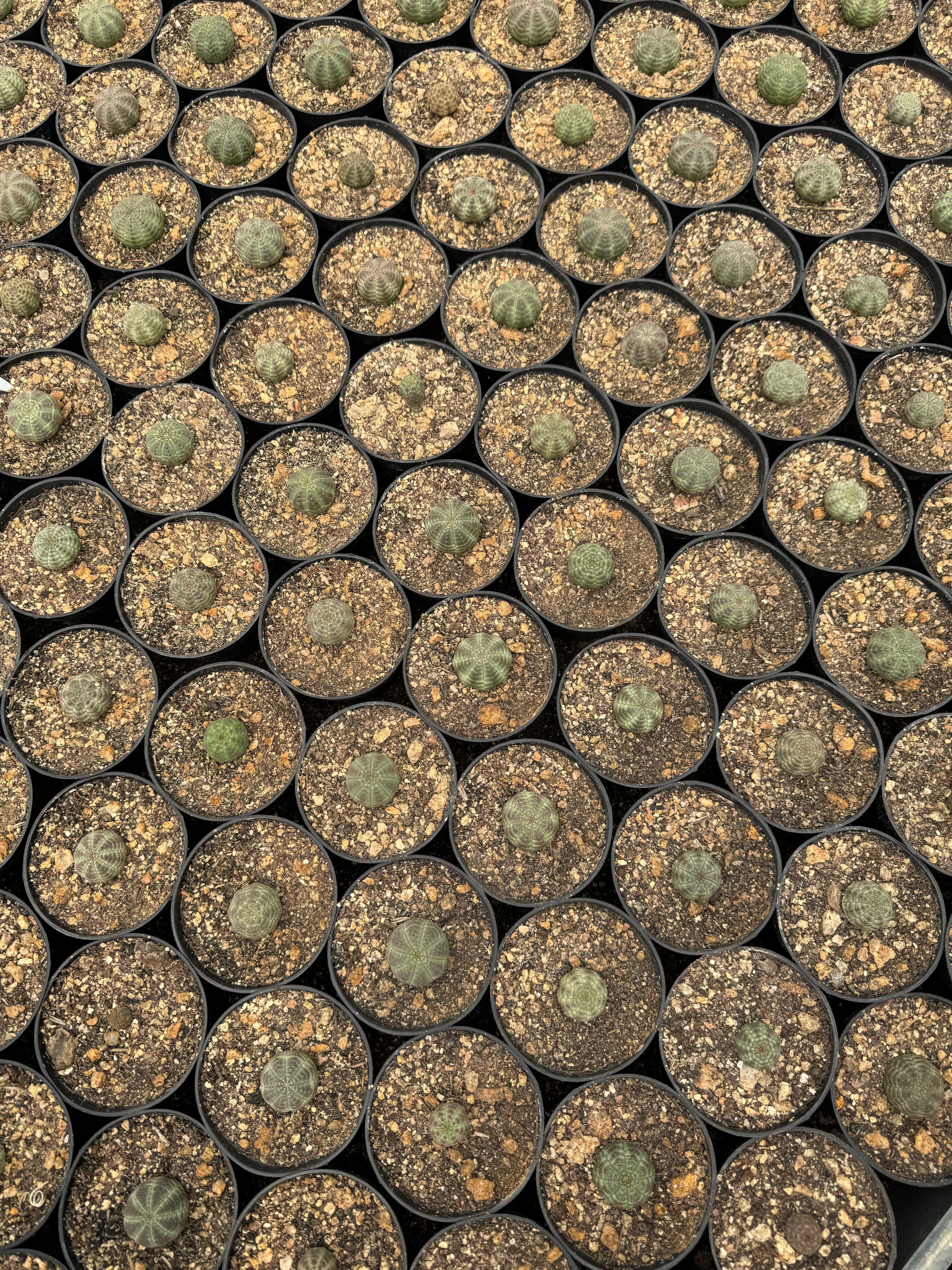 Euphorbia obesas vistas de cima, mostrando as variações de padrão e cor que tornam essa espécie tão interessante para colecionadores.