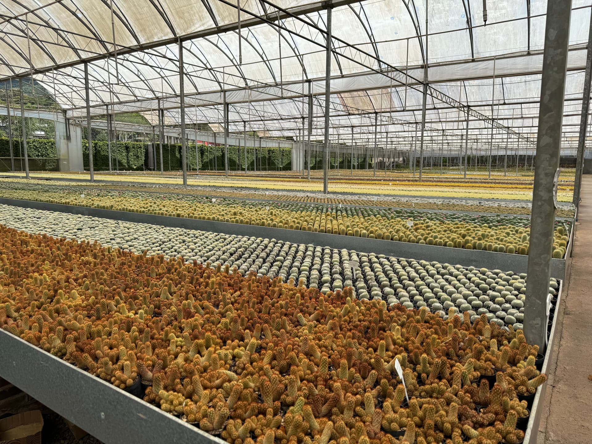 Cactário Horst: review do maior viveiro de cactos e suculentas da América do Sul