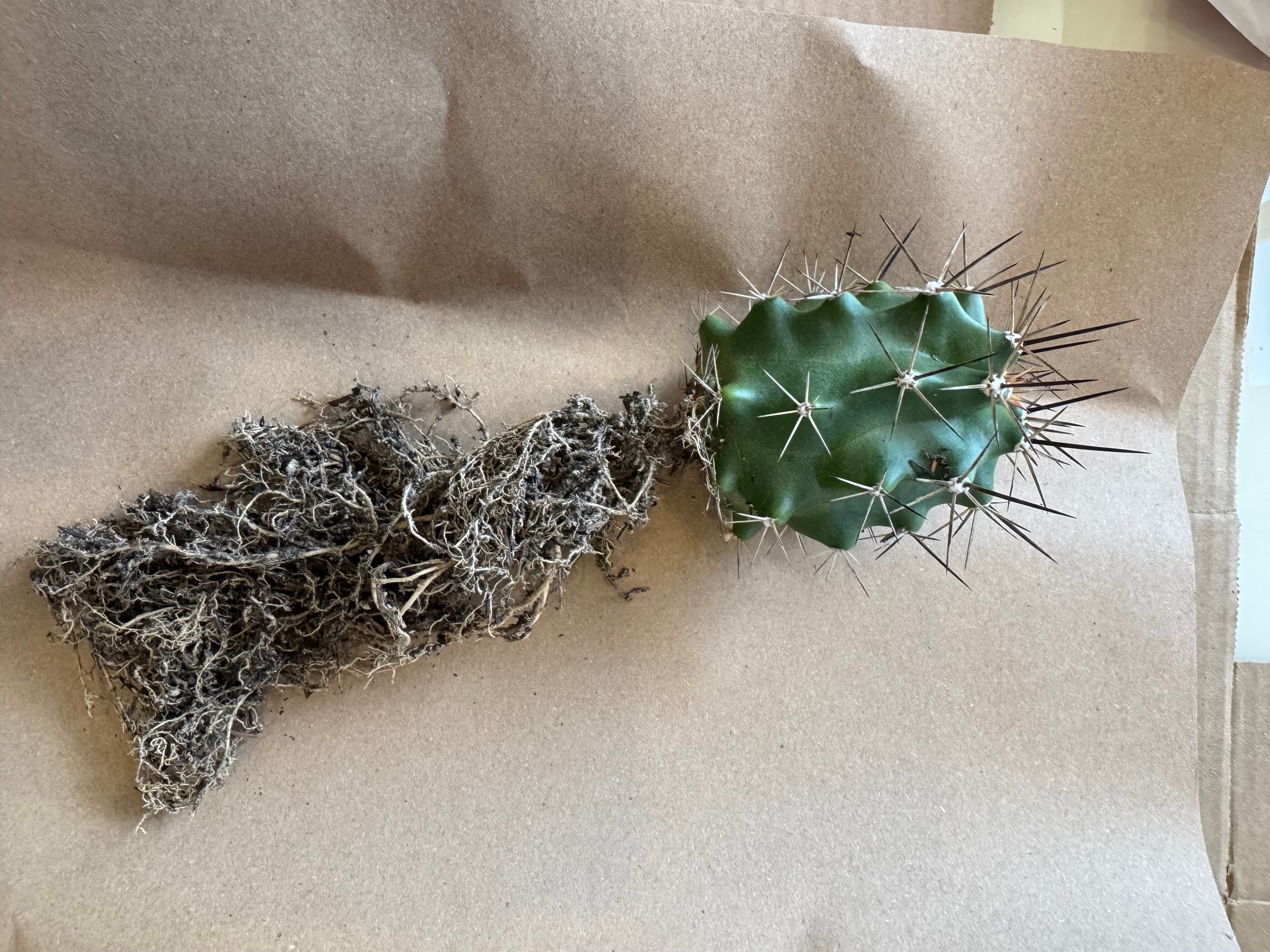 Como plantar cactos e suculentas de raiz nua